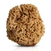 Naturalna gąbka morska Honeycomb: duża 15 - 16 cm