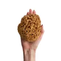 Naturalna gąbka morska Honeycomb: mała 12 - 13 cm