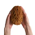 Naturalna gąbka morska Honeycomb: średnia 13 - 14 cm