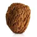 Naturalna gąbka morska Honeycomb: średnia 13 - 14 cm