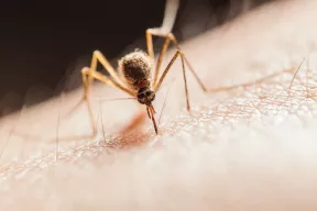 Domowe sposoby na komary, kleszcze i meszki